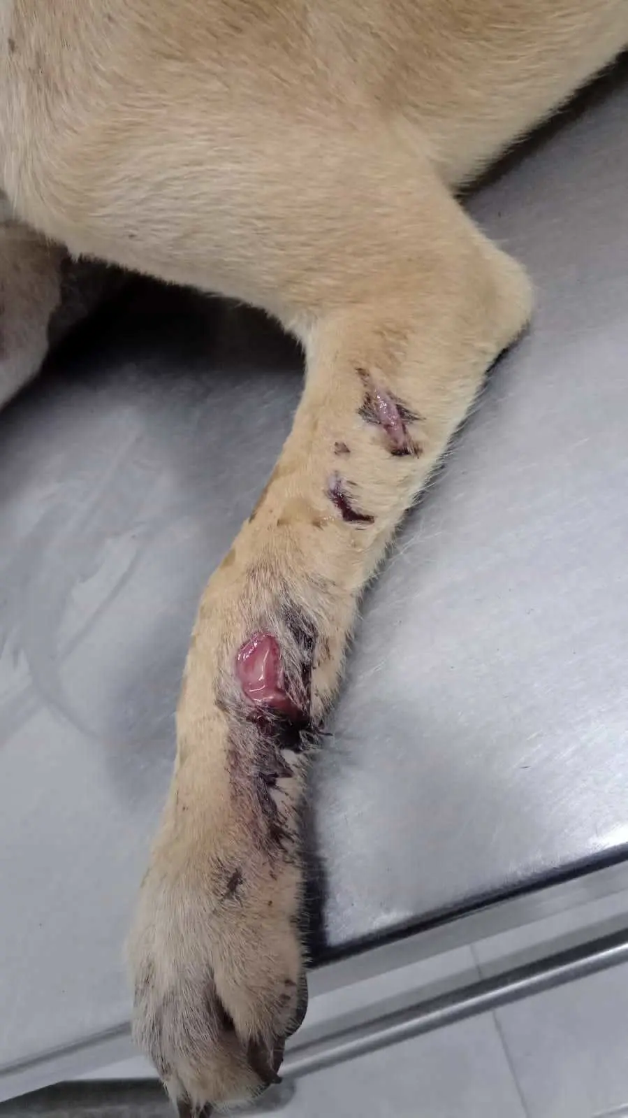 Hombre hiere a machetazos un perrito en Escobedo