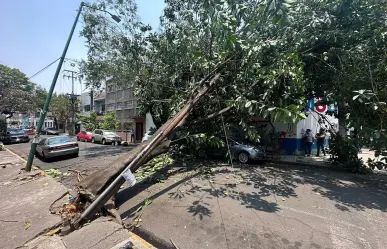 Cae árbol de 15 metros de altura sobre autos y fachada de una casa en la CDMX