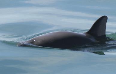 Emprende México para localizar últimos especímenes de vaquita marina