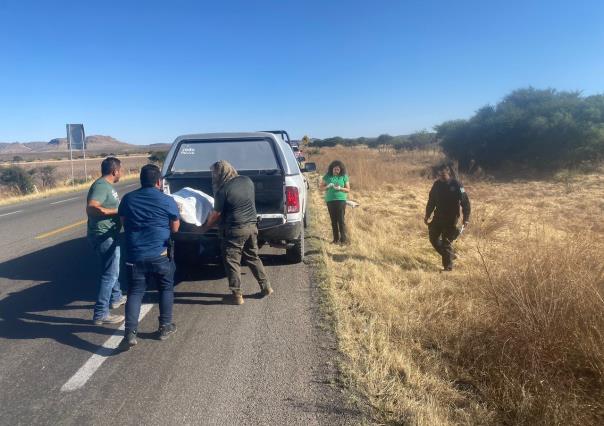 Indigente muere atropellado en carretera Fresnillo – Cuencamé