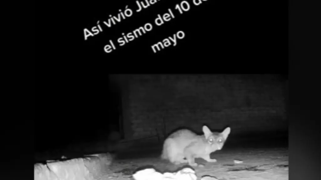 Juan El Caco, el animalito que predijo el temblor en CDMX