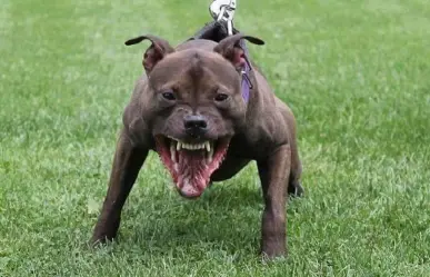 VIDEO: Pitbull mata a pequeño lomito; dueña explota a gritos