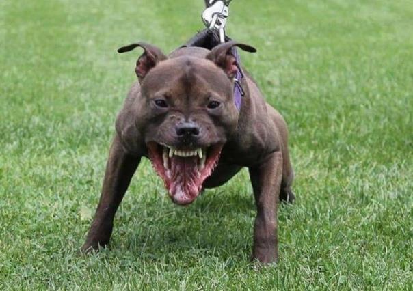 VIDEO: Pitbull mata a pequeño lomito; dueña explota a gritos