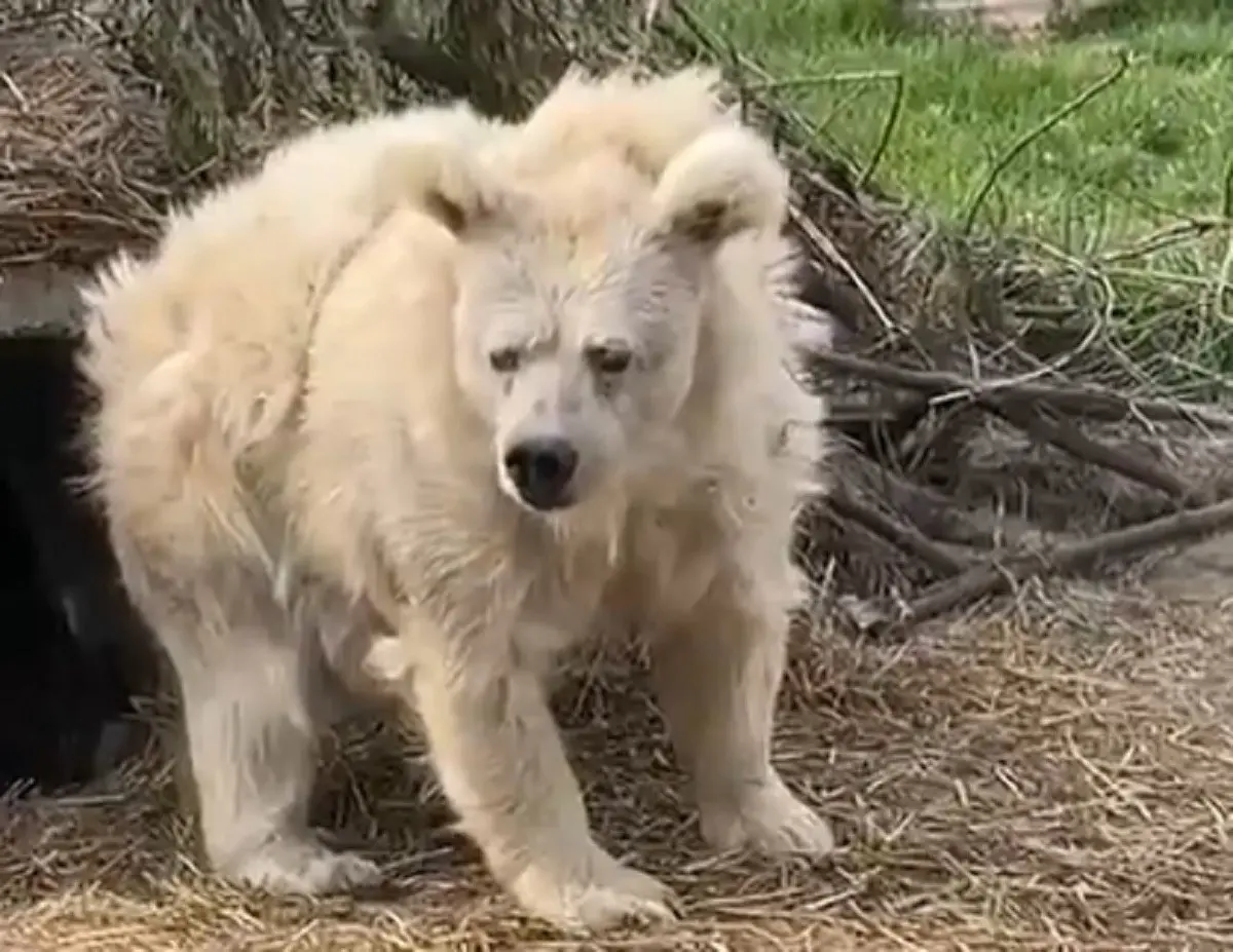 Un oso fue captado en video al momento de despertar de su hibernación en un refugio de Ucrania. Foto: Twitter @mezvan