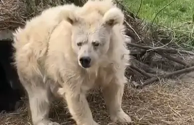 Así despierta un oso de su hibernación