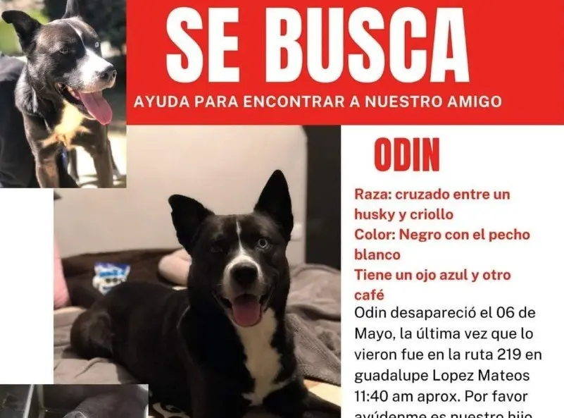 Buscan a Odin por todo Nuevo León