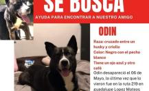 Buscan a Odin por todo Nuevo León