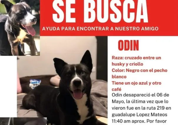 Buscan a Odin por todo Nuevo León