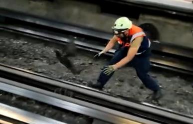 VIDEO: ¿Qué hacía una gallina en las vías del metro de la Cdmx?