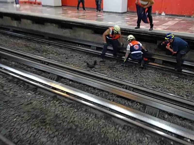 Después del rescate plumífero, la circulación de los trenes se reanudó de forma inmediata, según el Servicio de Transporte Colectivo. Foto: Twitter @MetroCDMX.