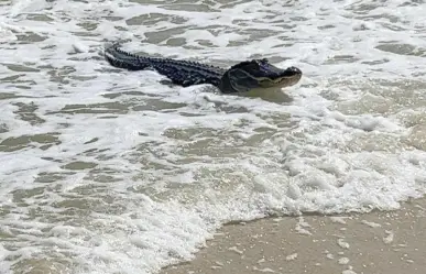 VIDEO: Caimán disfruta de un día en la playa de Alabama