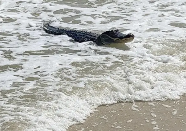 VIDEO: Caimán disfruta de un día en la playa de Alabama