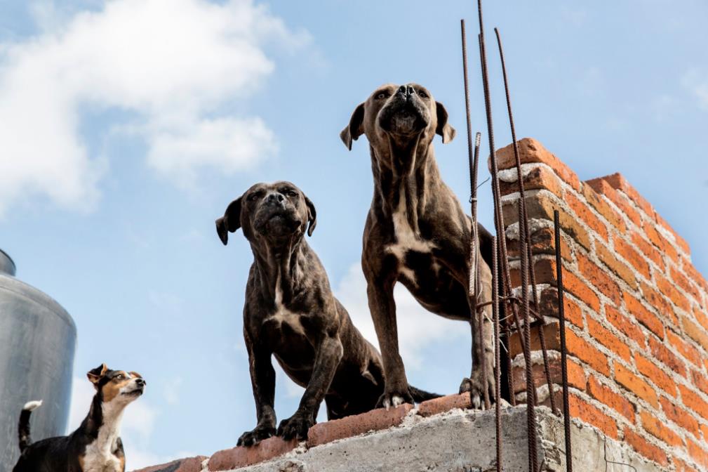 Castigos más severos por abandono de perros en azoteas de la CDMX. FOTO: Russel Monk