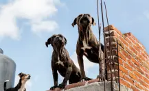 Castigos más severos por abandono de perros en azoteas de la CDMX