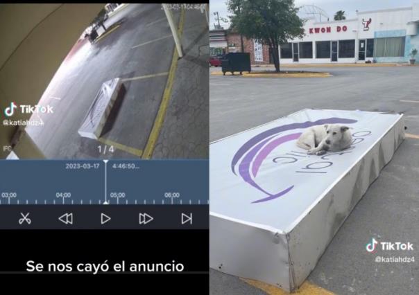 VIDEO: ¡Que bendición! Anuncio cae de negocio y perrito lo toma de cama