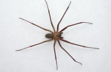 Muerde araña violinista a niño en Reynosa; pedían ¡35 mil pesos por antídoto!