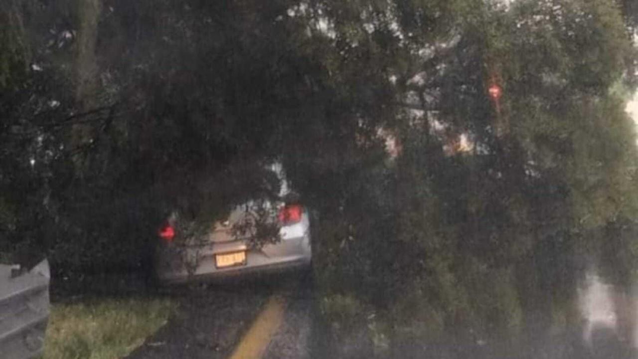La circulación en la autopista Toluca-Atlacomulco está parcialmente cerrada porque un árbol cayó sobre un vehículo, en el kilómetro 14.5 en la capital mexiquense. No reportan lesionados. Foto: Cortesía