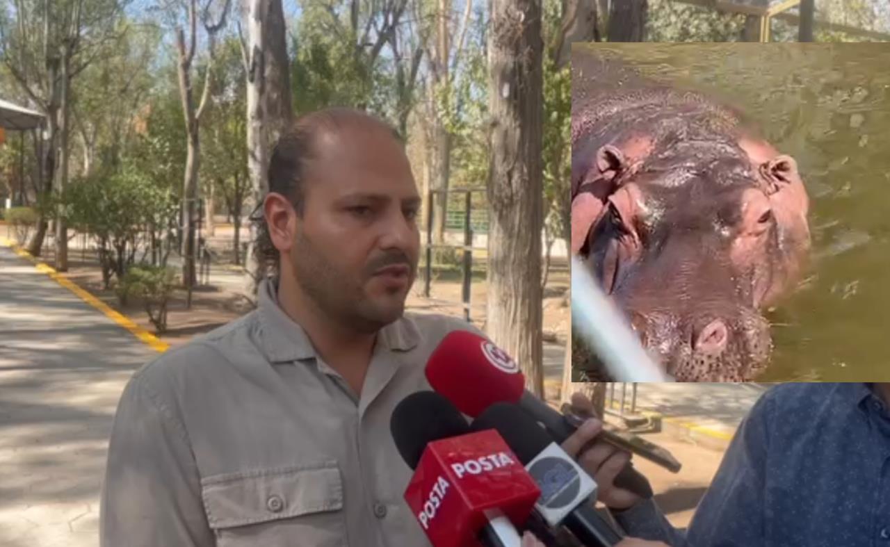 El director del zoológico Sahuatoba, Karlo Sánchez, la hembra ya había presentado un par de abortos previos, pero el funcionario reconoció que nunca dieron a difundieron la información. Foto: Especial/ POSTAMX