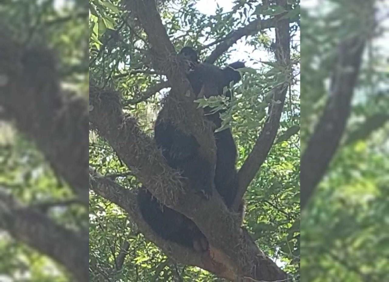 Las autoridades indicaron que el oso será liberado en la sierra rumbo a Rayones. Foto: Protección Civil de Nuevo León.