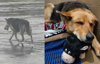 Rescatan a perrita que deambulaba con un peluche tras muerte de su dueño