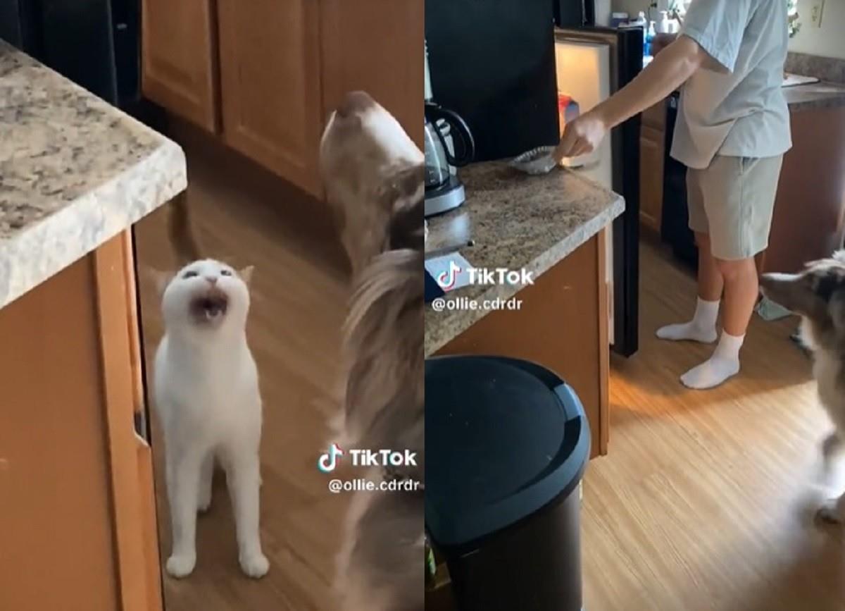 Un gatito sorprende en TikTok al hacer un gran maullido. Foto: TikTok ollie.cdrdr