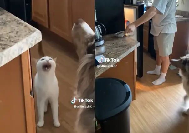 Gatito sorprende con gran maullido de hambre