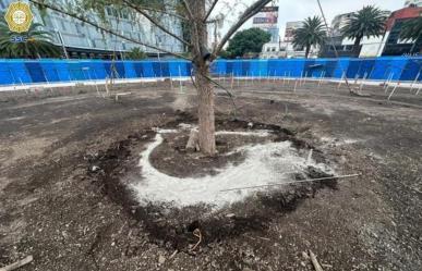 VIDEO: Detienen a hombre que dañó el nuevo Ahuehuete de Reforma en CDMX