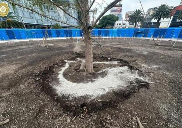 VIDEO: Detienen a hombre que dañó el nuevo Ahuehuete de Reforma en CDMX