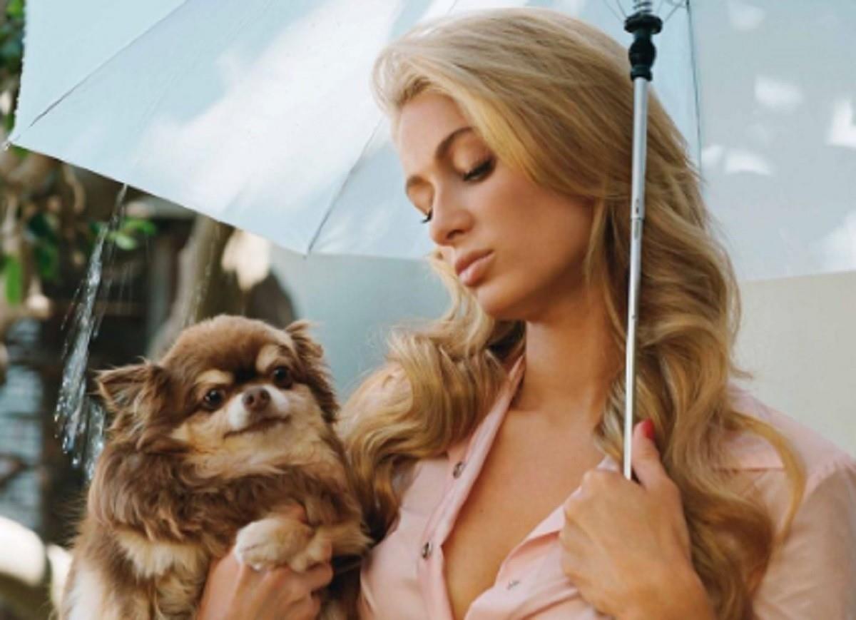 Paris Hilton recuerda a su perrita chihuahueña Harajuku Bitch como una amiga leal que siempre estuvo a su lado. Foto: Instagram parishilton