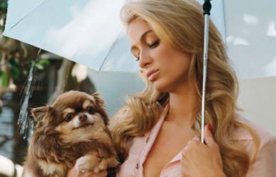 Muere Harajuku Bitch, perrita chihuahueña de Paris Hilton