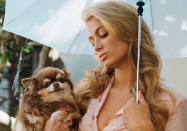 Muere Harajuku Bitch, perrita chihuahueña de Paris Hilton