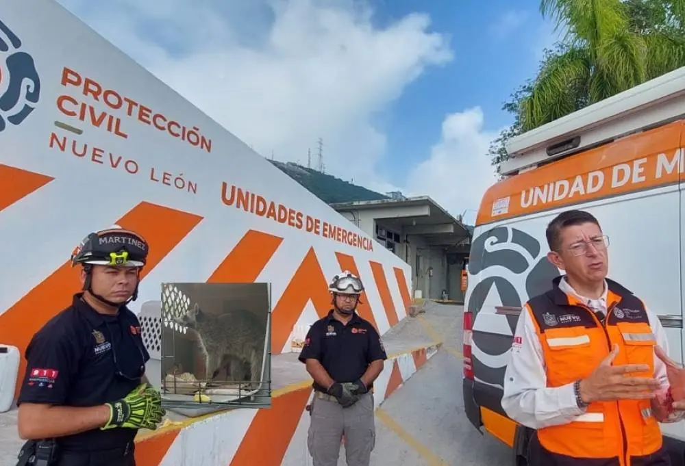 Protección Civil de Nuevo  León rescató a un mapache. Foto. PC Nuevo León.