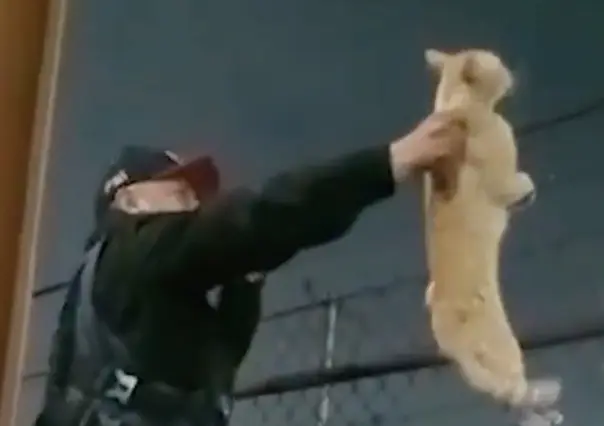 ¡Creo que vi un lindo gatito! Policía rescata a gato en CDMX