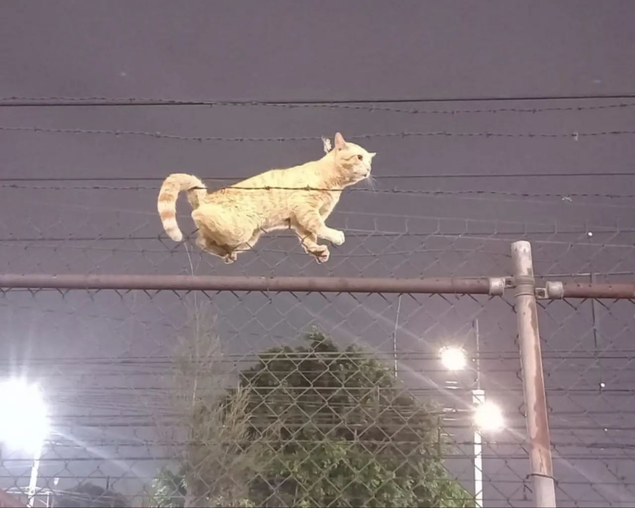 Un gato en apuros, Policías del metro salvan a gatito. Foto: SSC CDMX