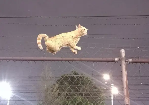 Un gato en apuros, Policías del metro salvan a gatito