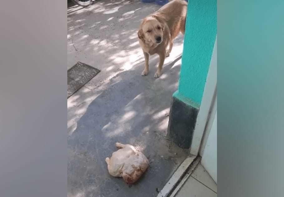 Pensando en que había realizado una gran acción, el lomito fue feliz hasta la puerta de casa a presumir el botín, sin imaginarse que le esperaba un regaño por robar la comida del vecino. Foto: Especial.