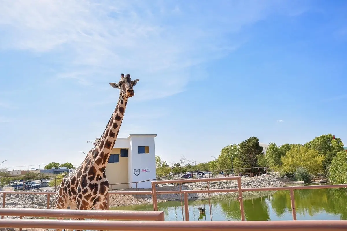 Ponen Benito a nueva jirafa del Parque Central de Ciudad Juárez, Chihuahua