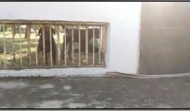 Protección Civil estatal pidió apoyo a control animal por el riesgo para los rescatistas, ya que los tres perros de la raza Rottweiler seguían dentro de la casa a un lado de los equinos. Foto: Raymundo Elizalde.