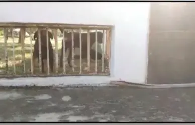 Ataque de perros Rottweiler deja cinco caballos ponis muertos en Monterrey