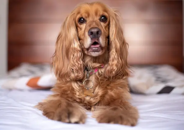 Cockers spaniels dorados, más agresivos que los Rottweilers