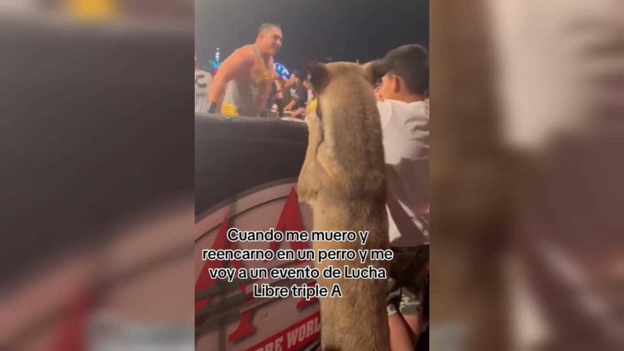 Fue por medio de TikTok que se dieron a conocer las imágenes del lomito parado en dos patas y ladrando emocionado ante el encuentro que presenciaba. Foto: Captura de pantalla