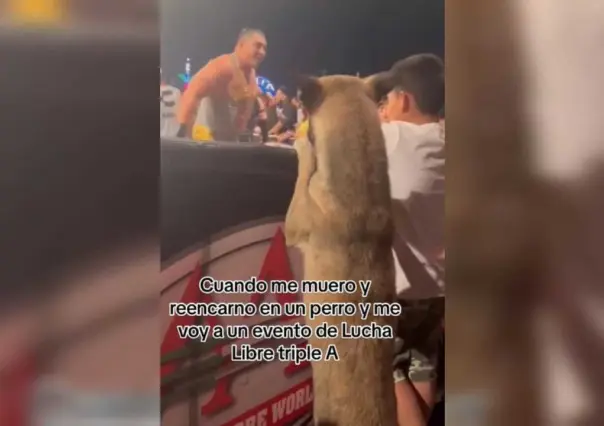 Esto pasa cuando eres fan de la lucha libre y al morir reencarnas en un perrito