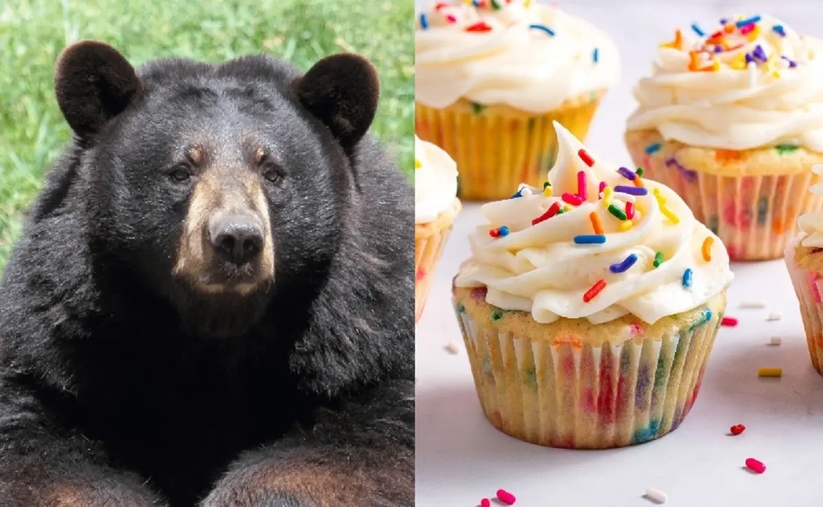 Un oso hambriento no dudó en ingresar a una panadería en Connecticut, Estados Unidos, para robar una caja con 60 cupcakes y devorarlos. Foto: Zoológico de Guadalajara / Better Homes