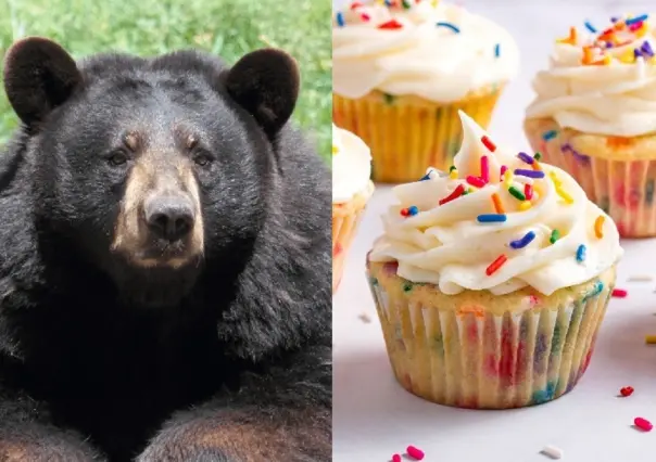 VIDEO: Oso se da un gran festín en panadería, ¡se come 60 cupcakes!