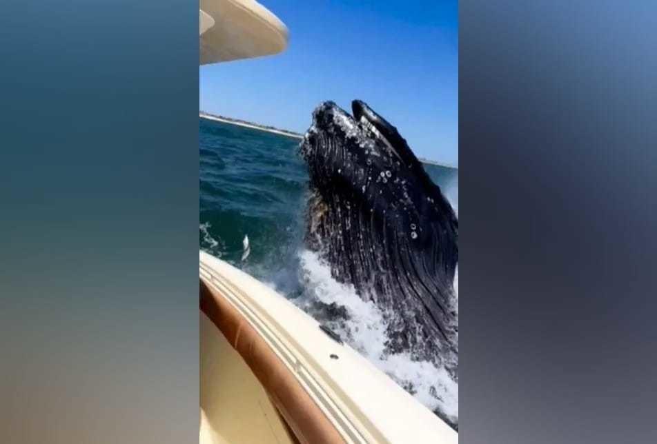 Mientras los tripulantes encontraban tranquilos disfrutando del paseo y firmando con su cámara se llevaron el susto de sus vidas ya que apareció el enorme cetáceo para golpear el yate. Foto: Especial.