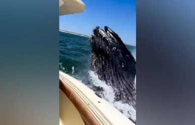 ¡Que susto! Ballena jorobada golpea yate