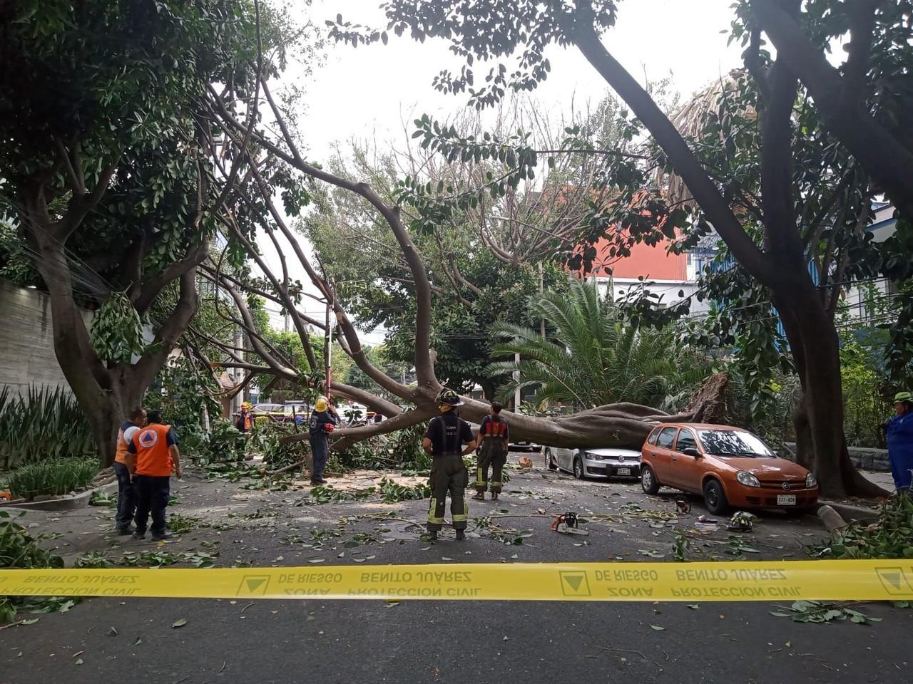 Fuertes lluvias y vientos provocan caída de árboles en CDMX. Foto: Ramón Ramírez