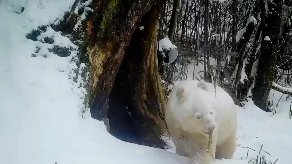 La criatura distintiva apareció después de que las cámaras infrarrojas capturaran su figura a unos 2 mil metros sobre el nivel del mar en la Reserva Natural Nacional de Wolong en abril de 2019. Foto: CNN