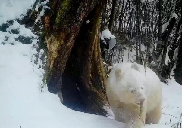 Captan al único oso panda totalmente blanco en China