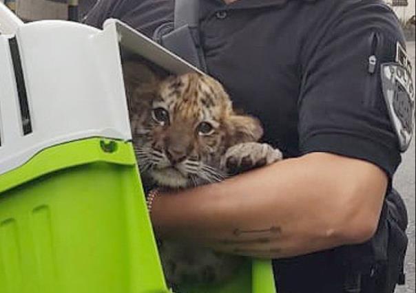 Tigre cachorro rescatado y detenido posible vendedor en Ciudad de México